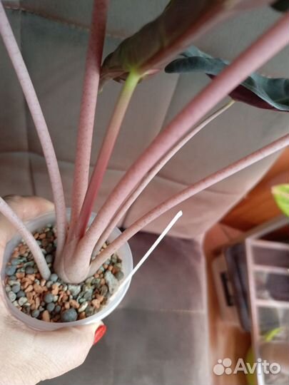 Алоказия пинк дракон