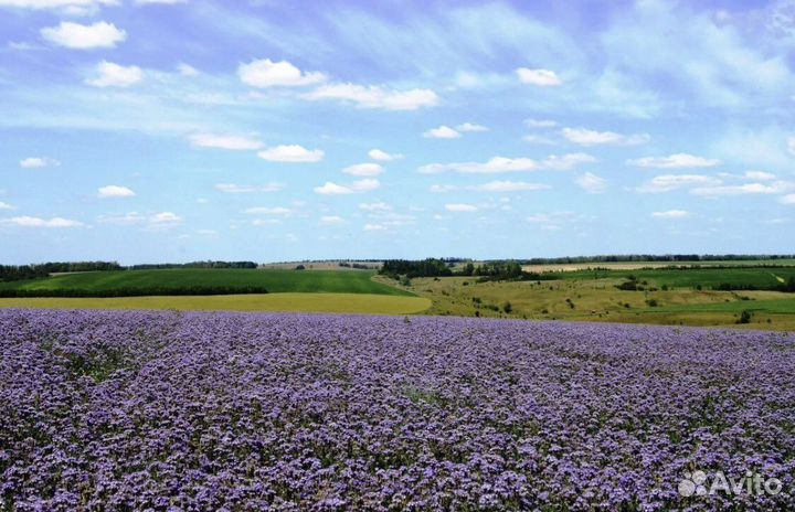 Семена фацелии