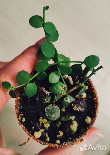 Дисхидия Нуммулария