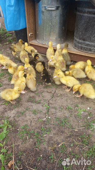 Утята ст и муларды