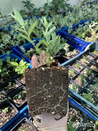 Продаю иву Хакуро Нишики Ставрополь