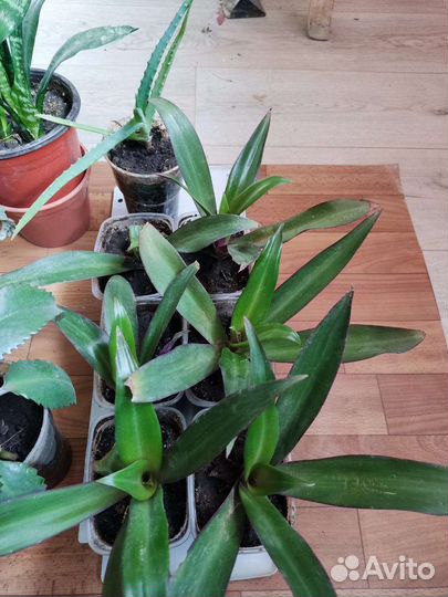 Традесканция рио, коланхоэ, алоэ столетник