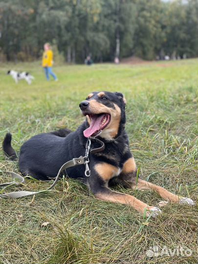 Собака ждет своего человека в приюте