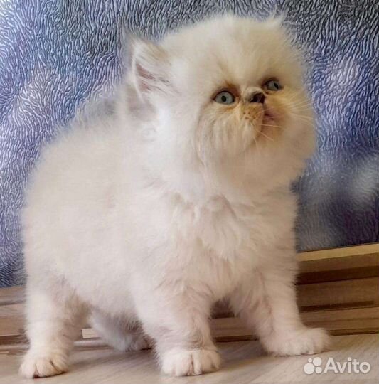 Экзотическая милашка