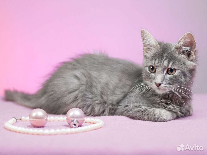 Ласковый котенок Фокус
