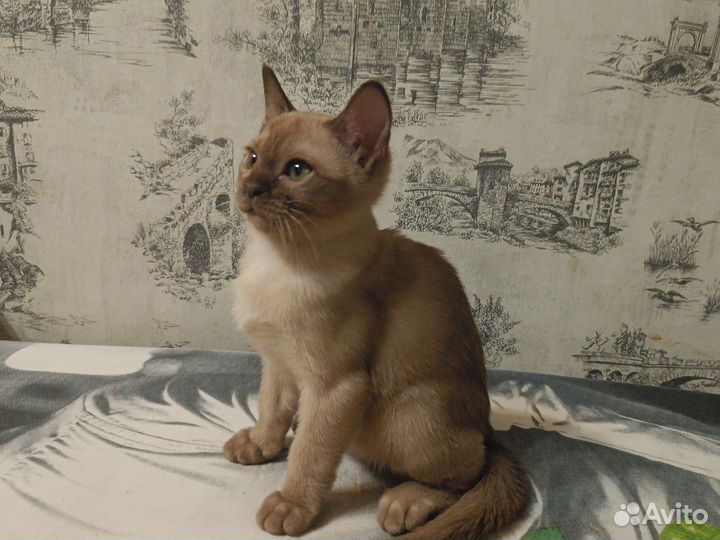 Бурманская кошечка