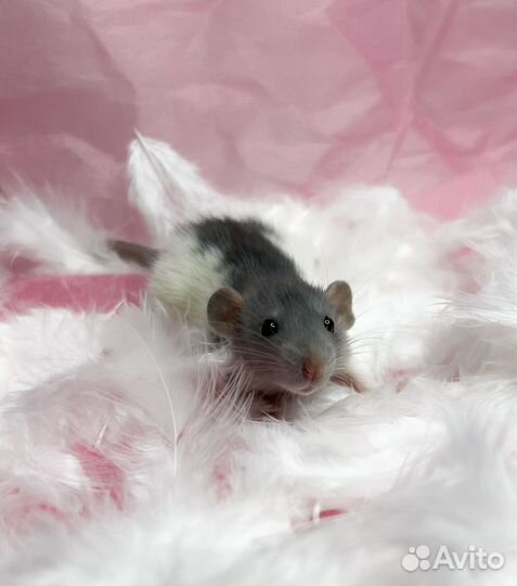 Крысята дамбо