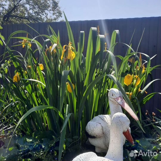 Ирис болотный