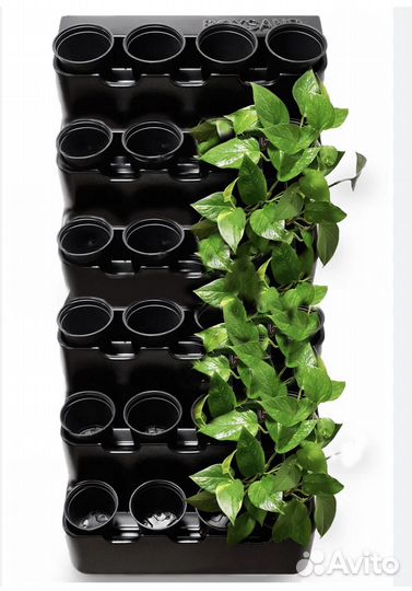 Эпипремнум золотистый