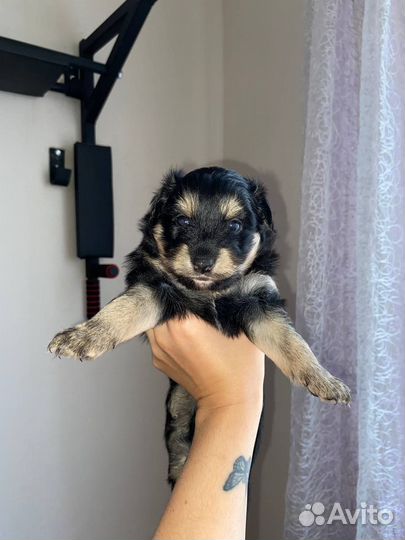 Той-терьер щенки