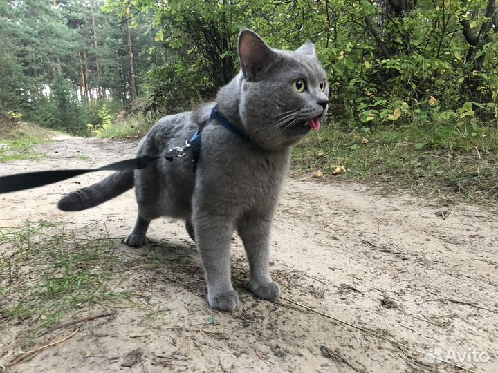 Вязка (кот ищет кошку) британская порода