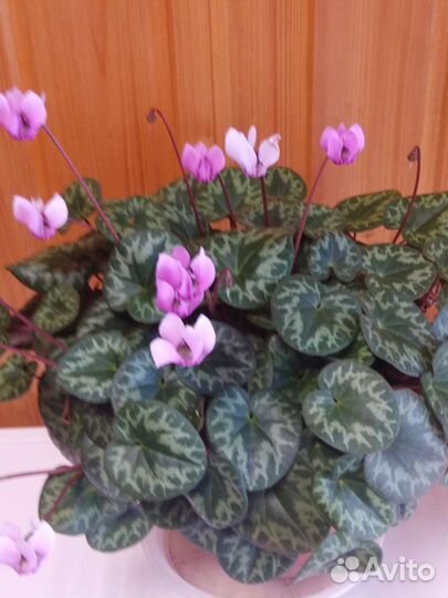 Цикламен европейский (Cyclamen vernum)