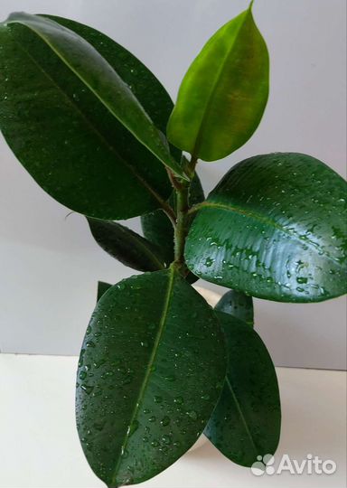 Фикус каучуконосный