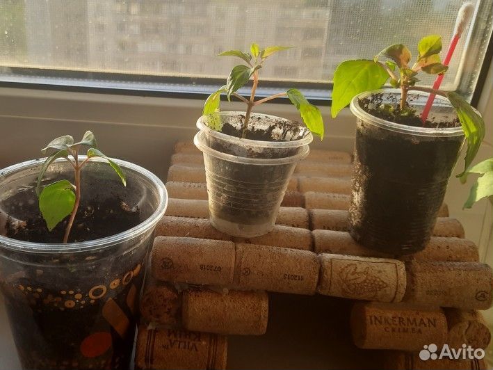 Фуксия черенки укорененные