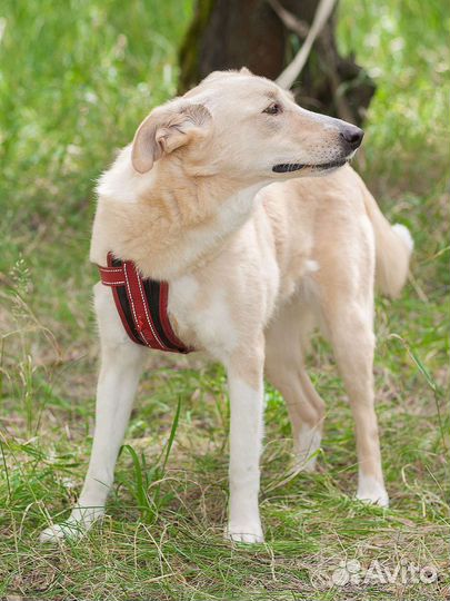 Домашняя собачка ждёт в приюте