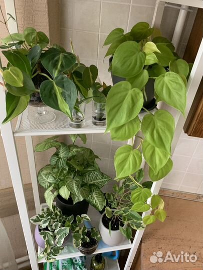 Комнатные цветы/растения черенки обмен