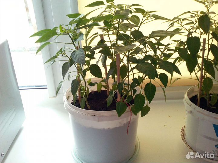 Комнатный перчик Огонёк