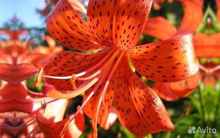 Сортовые лилии