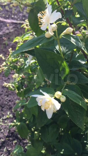 Дача 42 м² на участке 6 сот.