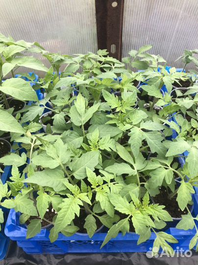 Продам рассаду