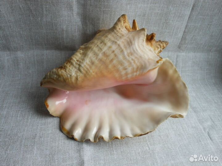 Ракушка интерьерная