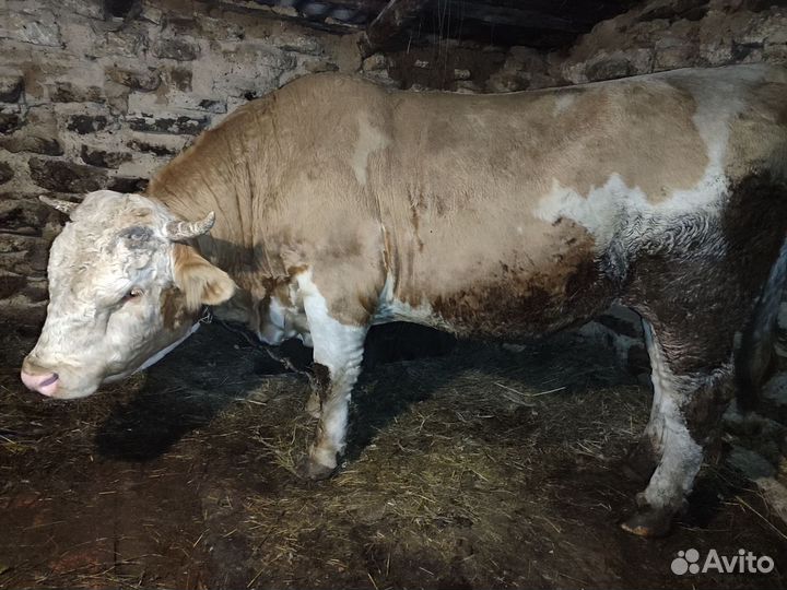 Бык и корова