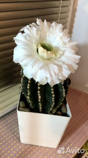 Кактус эхинопсис (пышные белые цветы)
