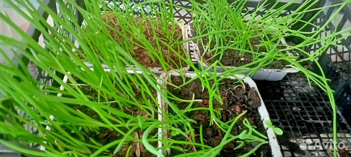 Лук многоярусный, слизун, лук Суворова