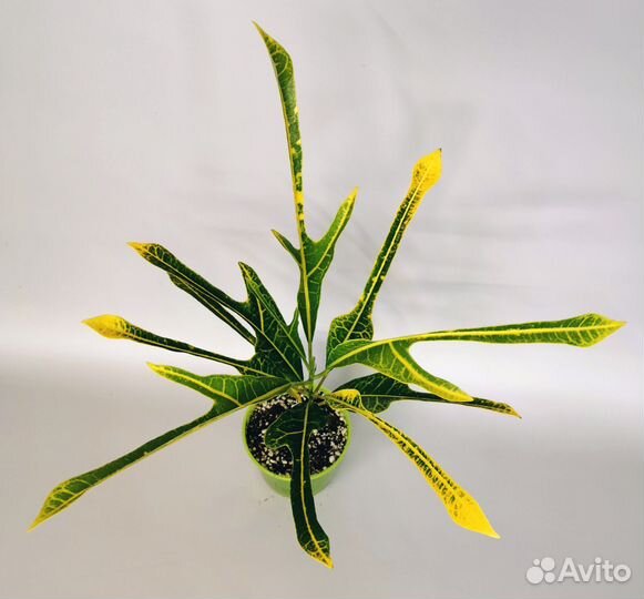 Кротон Yellow veination