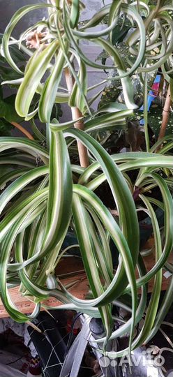 Хлорофитум кучерявый Бонни