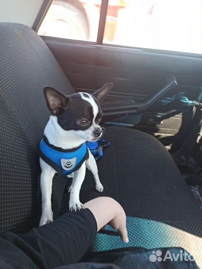 Вязка чихуахуа