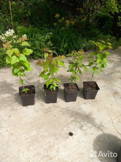 Клён Гиннала, Сахарный