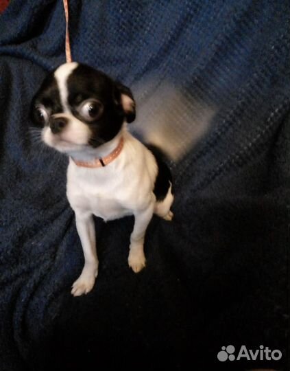 Щенки чихуахуа мальчик
