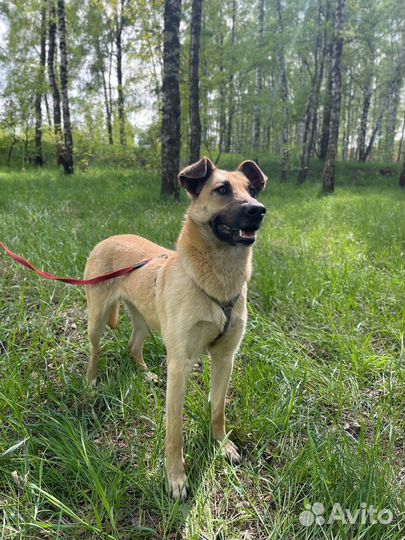 Ласковая Лира в поиске дома