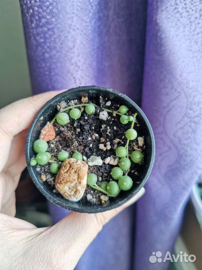 Крестовник, сенецио, церопегия вариегатная