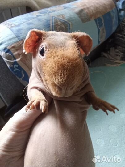 Морская свинка скинни
