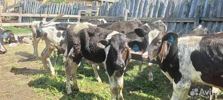 Бычки 2месяцев с доставкой