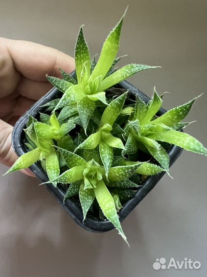 Алоэ аристата