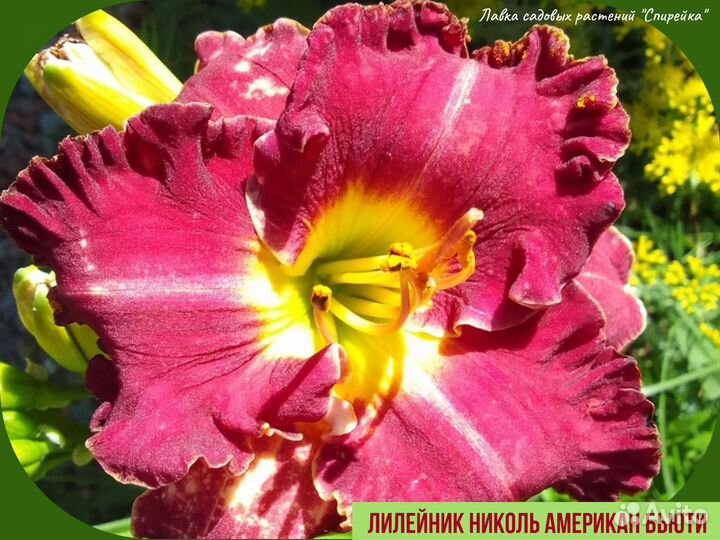 Лилейник Лилии Лаванда Лен