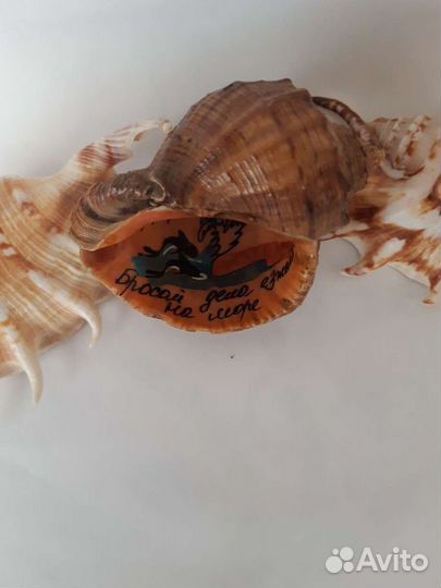 Разные сувениры с моря дельфины ракушки