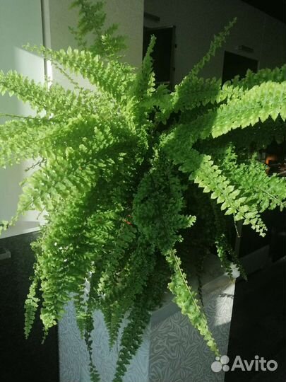 Папоротник