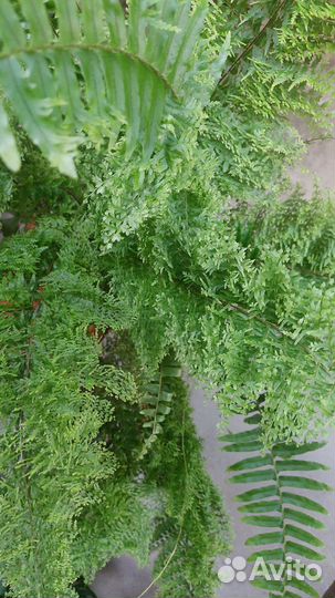 Папоротник 