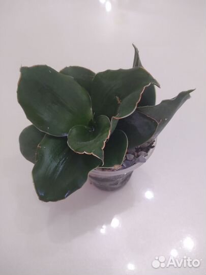 Сансевиерия Стар роуз