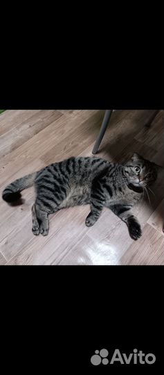 Кошечка в добрые руки