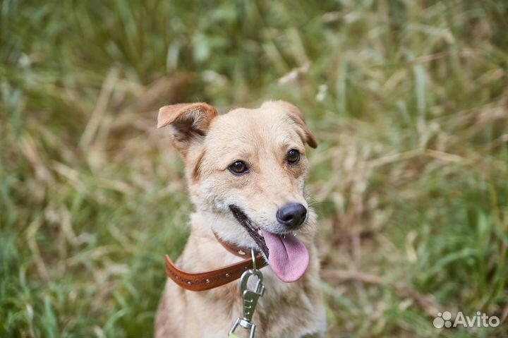 Чудная собака Мишура в добрые руки