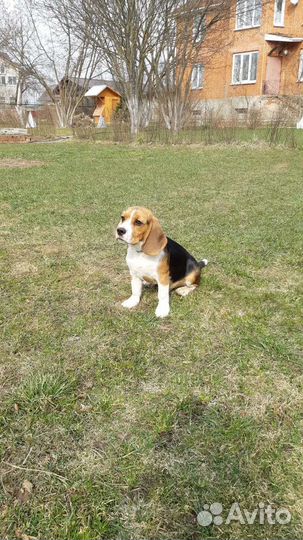 Биглидетки