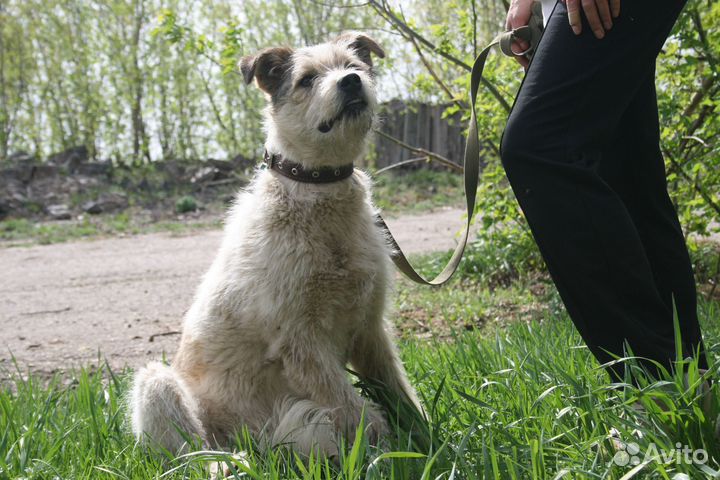 Собака в добрые руки