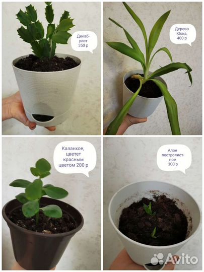 Комнатные цветы