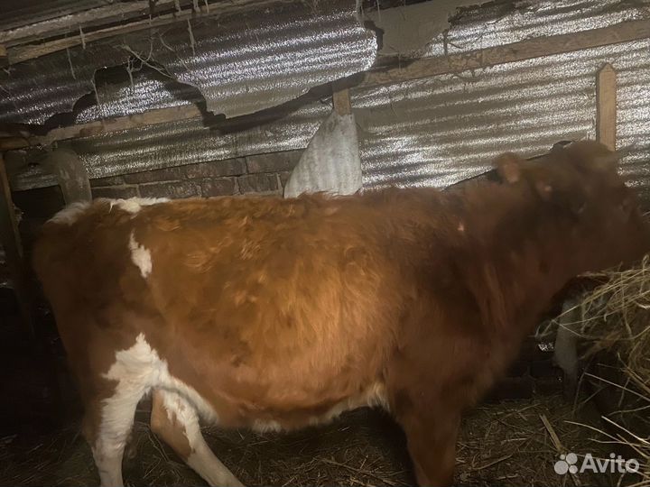 Телка стельная