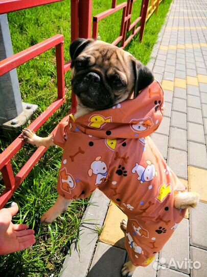 Пошив одежды для собак